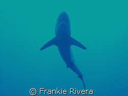 Silky Shark @ Gladden Spit, Belize C.A.
 by Frankie Rivera 